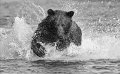 43 - Bear running - KWAN PHILLIP - canada